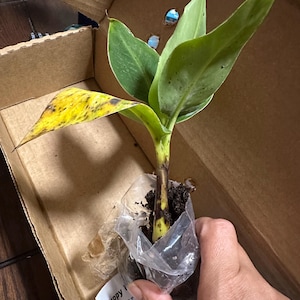New added a photo of their purchase