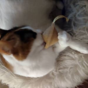 Jazu added a photo of their purchase