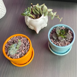 Nyxie added a photo of their purchase