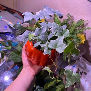 Jane added a photo of their purchase