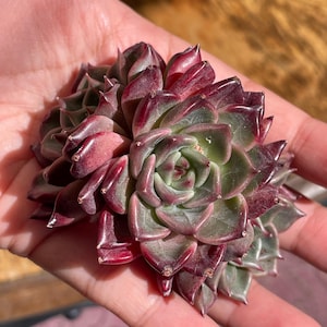 Angela added a photo of their purchase