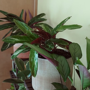 Calathea Stromanthe Sanguinea Magic Star - Etsy