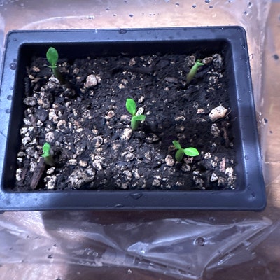 50 Fuchsia Flower Seeds FW95226-21 - Etsy