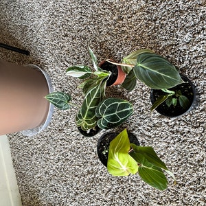 Sara a ajouté une photo de son achat