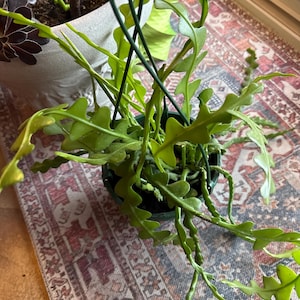 Julie added a photo of their purchase