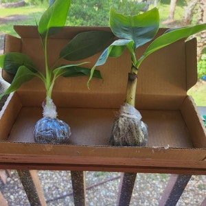 Blue Java Banana Tree Ice Cream Banana Plant Starter Fruit Tree Live ...