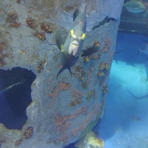 Jordan hat ein Foto des gekauften Artikels hinzugefügt