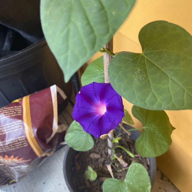 Rare Black Knight Morning Glory Seeds, Kniolas, Ipomoea Purpurea IP0110 -  Etsy