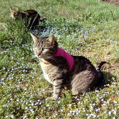 Mynwood Cat Jacket Geschirr Orange - Handgefertigt Für Katzen - Hohe Sichtbarkeit