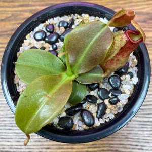 Viking X Ampullaria Black Miracle 2” Pot (ALL STARTER PLANTS