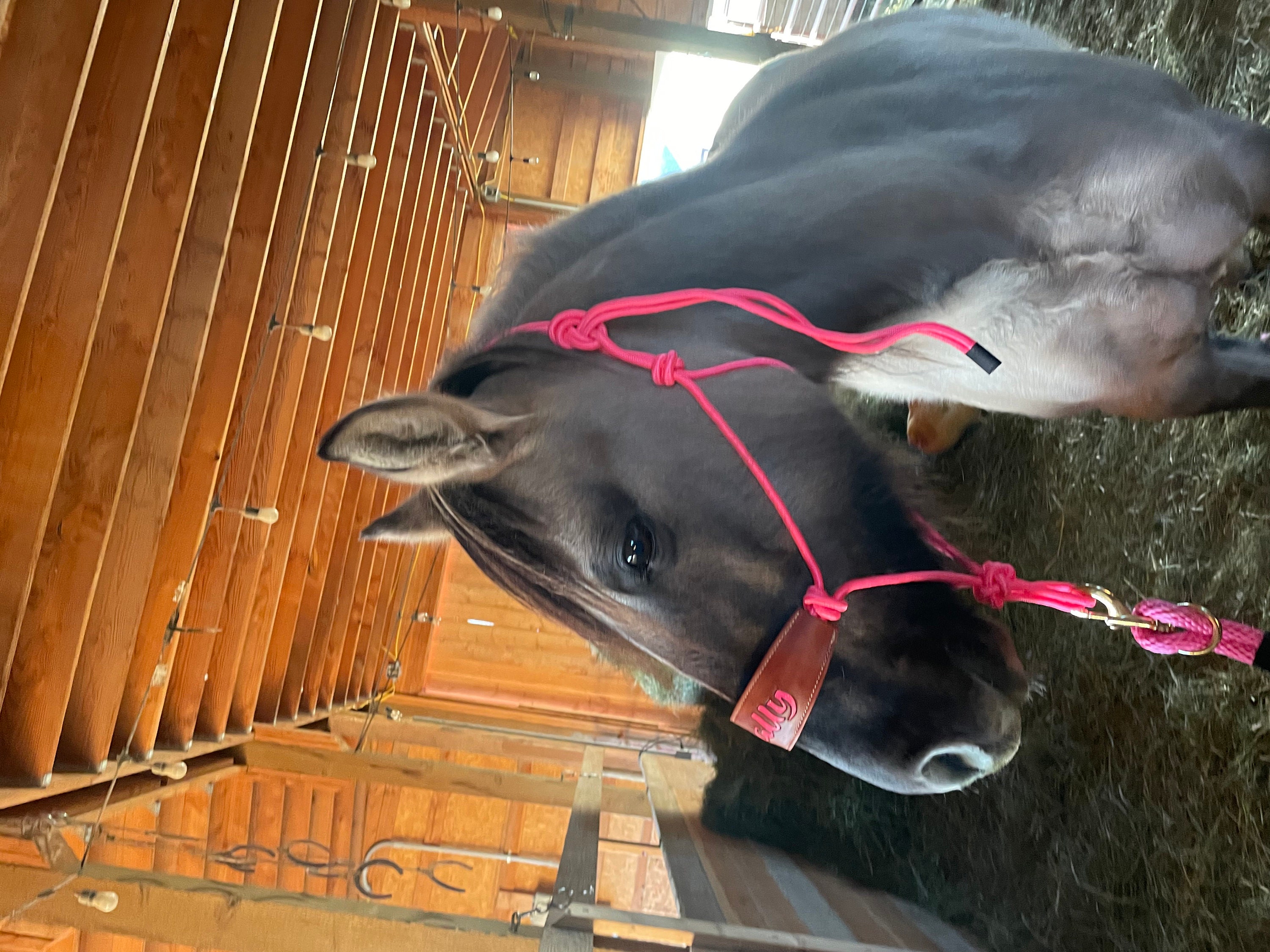 Skinny Bronc Poly Rope Halter