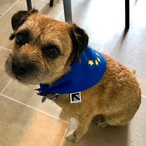 Eu cheap dog bandana