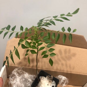 Hina added a photo of their purchase