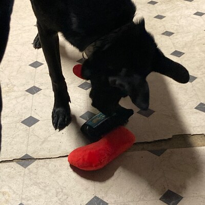TONBO Hundespielzeug Set – Knisternde Plüschtiere (Speck, Ei, Waffel) Für Leichte Kauer