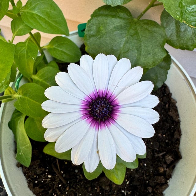 African Daisy 15 Thru 50 Bulk Osteospermum White Purple Eye