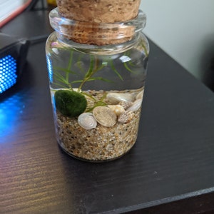 Eli Nano Java Moss Ball Terrarium DIY Craft Kit for Office Desk ...