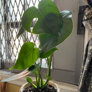 kathrin added a photo of their purchase