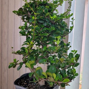 Fukien Tea Bonsai Tree: S-shaped Indoor Garden - Etsy