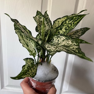 Acquirente Etsy ha aggiunto una foto del proprio acquisto