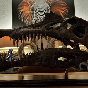 大型スピノサウルス頭蓋骨レプリカ：博物館級の化石、硬材製台座付き