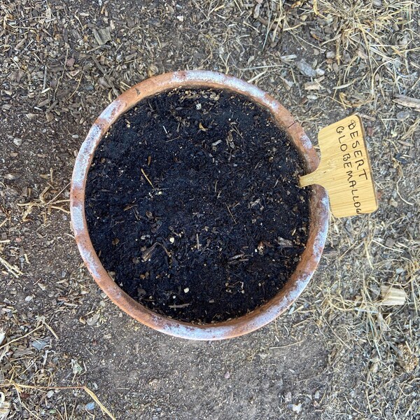 Rubber Rabbitbrush Seeds|ericameria Nauseosa|california Native ...