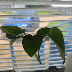 Beth added a photo of their purchase