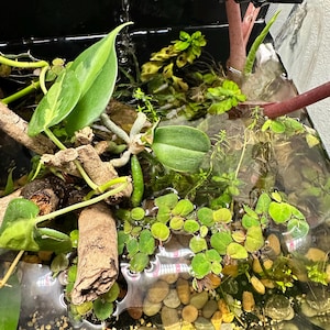 Savannah hat ein Foto des gekauften Artikels hinzugefügt