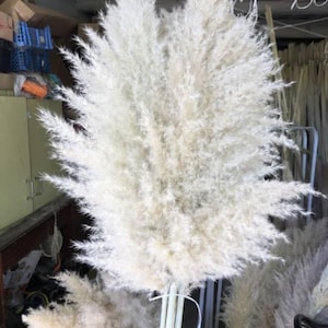 Capucine added a photo of their purchase