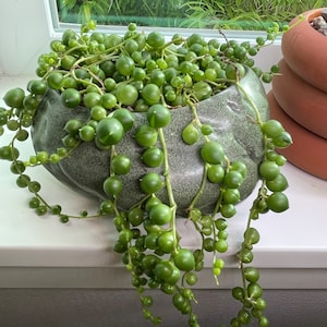 Nora heeft een foto van de aankoop toegevoegd