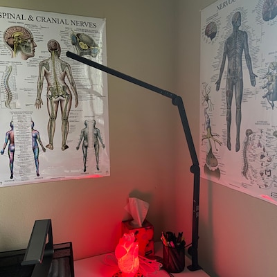 Human Heart 3D Printed Accent Lamp, Anatomical, Table Lamp, Novelty