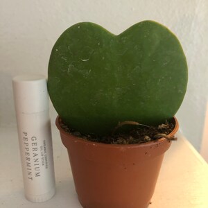 Rebecca added a photo of their purchase