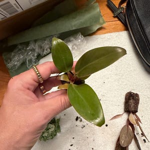 Meghan added a photo of their purchase