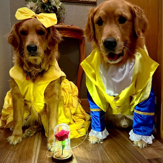 golden retriever fancy dress Dog Princess Yellow Gown Costume, Pet Princess Halloween Costume, Puppy Yellow Costume SPRINGFLING