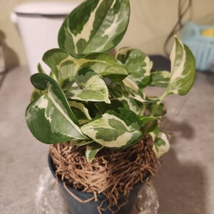 Epipremnum Aureum Glacier - Rare Pothos Variety - Variegated Mini