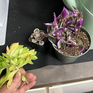 Alecia added a photo of their purchase