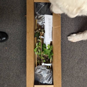 Eastern Redbud 1-2' in Height in ABP Container - Etsy