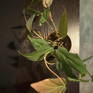 Tetiana added a photo of their purchase