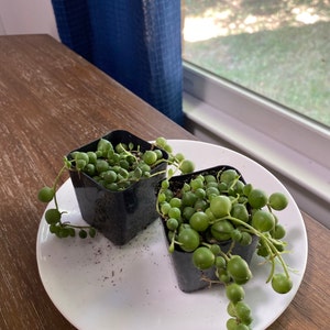 Susan added a photo of their purchase