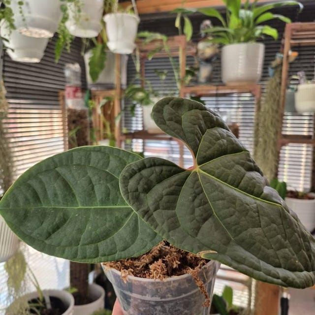 Anthurium Amazon Diamond - (A. Besseae Aff X A. Luxurians) - 4