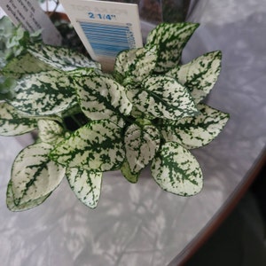 Hypoestes Polka Dot Plant White Splash, 2" Plant
