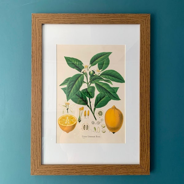 Lemon Print: Vintage Botanical Fruit Art Illustration - Etsy