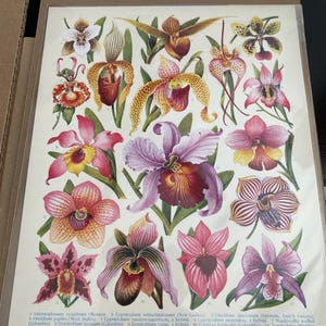 Orchid Chart Print • 4 Sizes! • Vintage Orchid Print • Antique