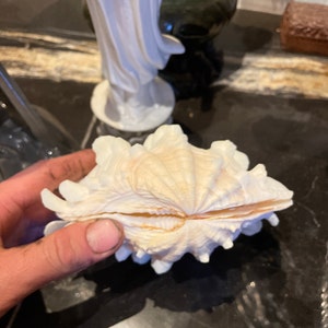 Extra Large Giant Clam Shell Half Very Rare Unique Real Sea Shell  Decorative Display Specimen Free USA Shipping 