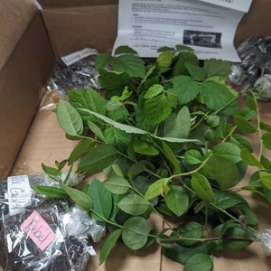 Zinnia added a photo of their purchase