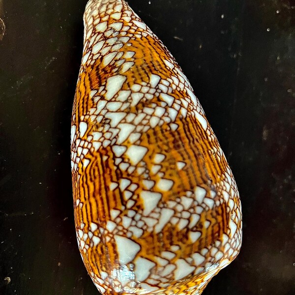 X-large Precious Wentletrap 1.75-2.25 Display Quality Shell Seashell ...