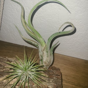 luz added a photo of their purchase