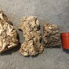 OVERSIZE Cork ROUNDS Cut to Length- Reptiles, Airplants, Orchids, and ...