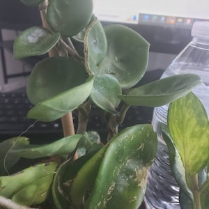 Shantae added a photo of their purchase