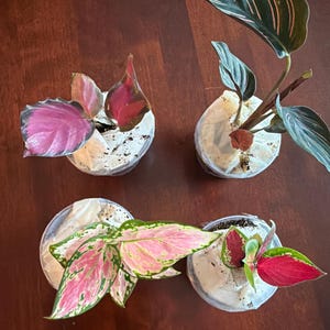 Shellie added a photo of their purchase
