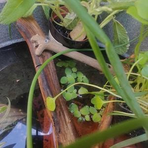 renee heeft een foto van zijn/haar aankoop toegevoegd